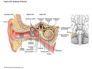 © 2012 Pearson Education, Inc.
Figure 18.9 Anatomy of the Ear
EXTERNAL EAR MIDDLE EAR INNER EAR
Auricle
Auditory ossicles Semicircular
canals
Petrous part
of temporal
bone
Facial nerve
(N VII)
External
acoustic
meatus
Elastic
cartilage
Tympanic
membrane
Tympanic
cavity
Oval window
Round window
Vestibule
Auditory tube
Cochlea
To
nasopharynx
Bony labyrinth
of inner ear
Vestibulocochlear
nerve (N VIII)
 