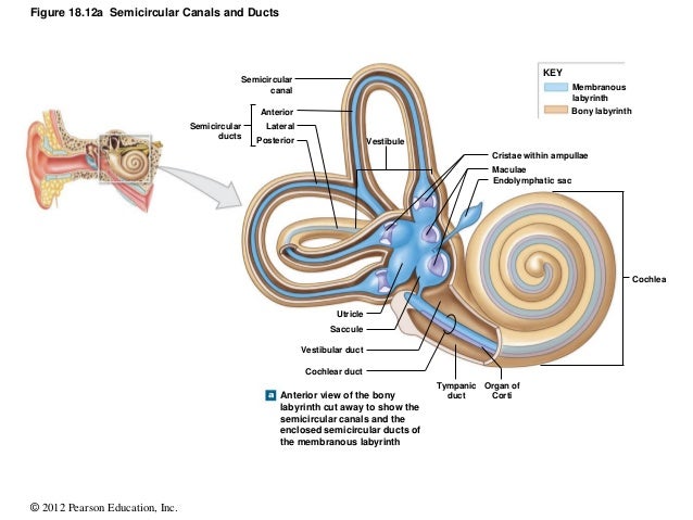 AMiNeS by john18 lecture presentation ducts cochlea diagram 