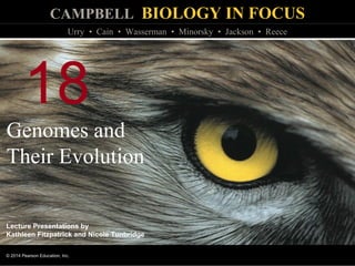 CAMPBELL BIOLOGY IN FOCUS
© 2014 Pearson Education, Inc.
Urry • Cain • Wasserman • Minorsky • Jackson • Reece
Lecture Presentations by
Kathleen Fitzpatrick and Nicole Tunbridge
18
Genomes and
Their Evolution
 