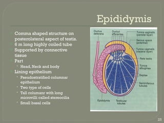 18 Male reproductive system.gross anatomy | PPTX