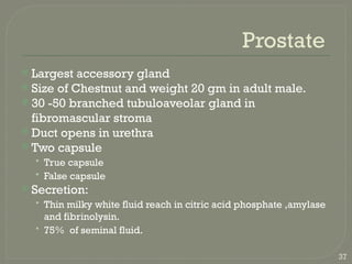 Prostate Chestnut 18 Male reproductive system.gross anatomy | PPTX