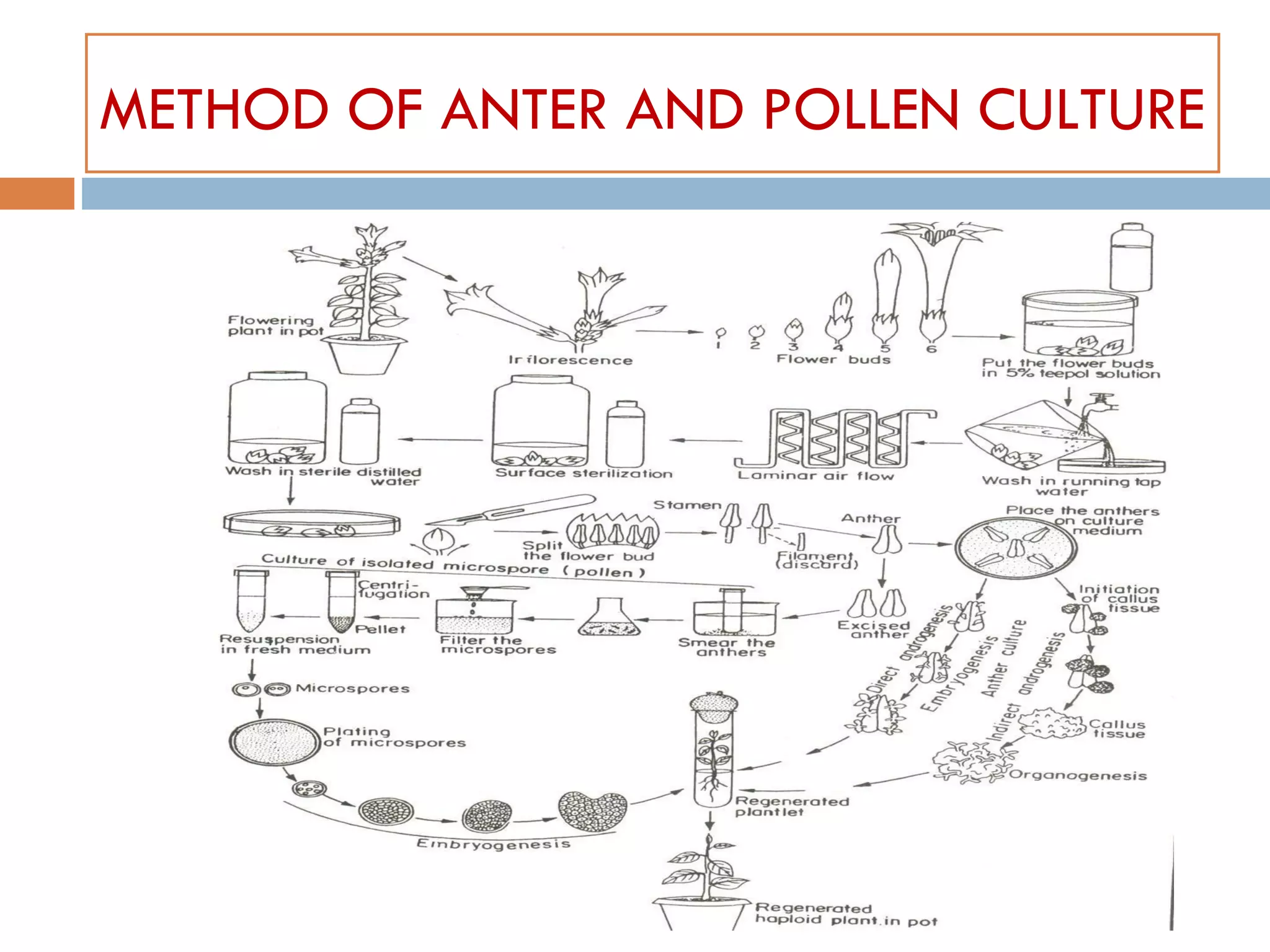 METHOD OF ANTER AND POLLEN CULTURE
 