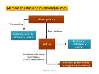 Métodos de estudio de los microorganismos
Microorganismos
Cualquier ambiente
Mezcla de especies
En la naturaleza
Para estudiarlos
Cultivos
Condiciones
controladas y
óptimas
Individuos genéticamente
homogéneos (cultivo puro)
Métodos de aislamiento
Identificación
Asepsia y esterilización
Miguel A. Castro R.
 