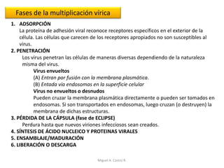 1. ADSORPCIÓN
La proteína de adhesión viral reconoce receptores específicos en el exterior de la
célula. Las células que carecen de los receptores apropiados no son susceptibles al
virus.
2. PENETRACIÓN
Los virus penetran las células de maneras diversas dependiendo de la naturaleza
misma del virus.
Virus envueltos
(A) Entran por fusión con la membrana plasmática.
(B) Entada vía endosomas en la superficie celular
Virus no envueltos o desnudos
Pueden cruzar la membrana plasmática directamente o pueden ser tomados en
endosomas. Si son transportados en endosomas, luego cruzan (o destruyen) la
membrana de dichas estructuras.
3. PÉRDIDA DE LA CÁPSULA (fase de ECLIPSE)
Perdura hasta que nuevos viriones infecciosos sean creados.
4. SÍNTESIS DE ÁCIDO NUCLEICO Y PROTEINAS VIRALES
5. ENSAMBLAJE/MADURACIÓN
6. LIBERACIÓN O DESCARGA
Fases de la multiplicación vírica
Miguel A. Castro R.
 