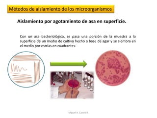 Aislamiento por agotamiento de asa en superficie.
Métodos de aislamiento de los microorganismos
Con un asa bacteriológica, se pasa una porción de la muestra a la
superficie de un medio de cultivo hecho a base de agar y se siembra en
el medio por estrías en cuadrantes.
Miguel A. Castro R.
 