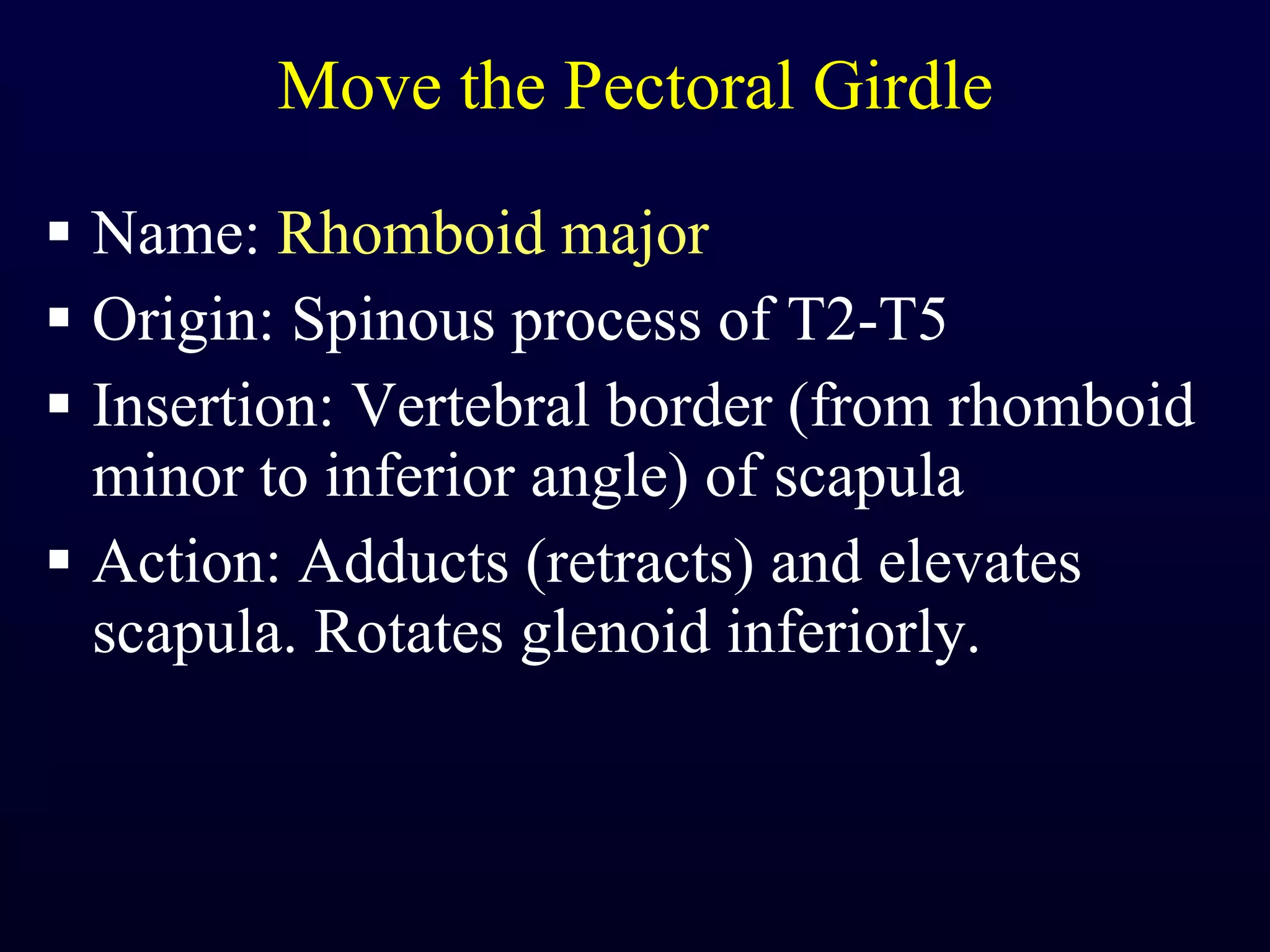 Move the Pectoral Girdle Name:  Rhomboid major Origin: Spinous process of T2-T5 Insertion: Vertebral border (from rhomboid minor to inferior angle) of scapula Action: Adducts (retracts) and elevates scapula. Rotates glenoid inferiorly. 