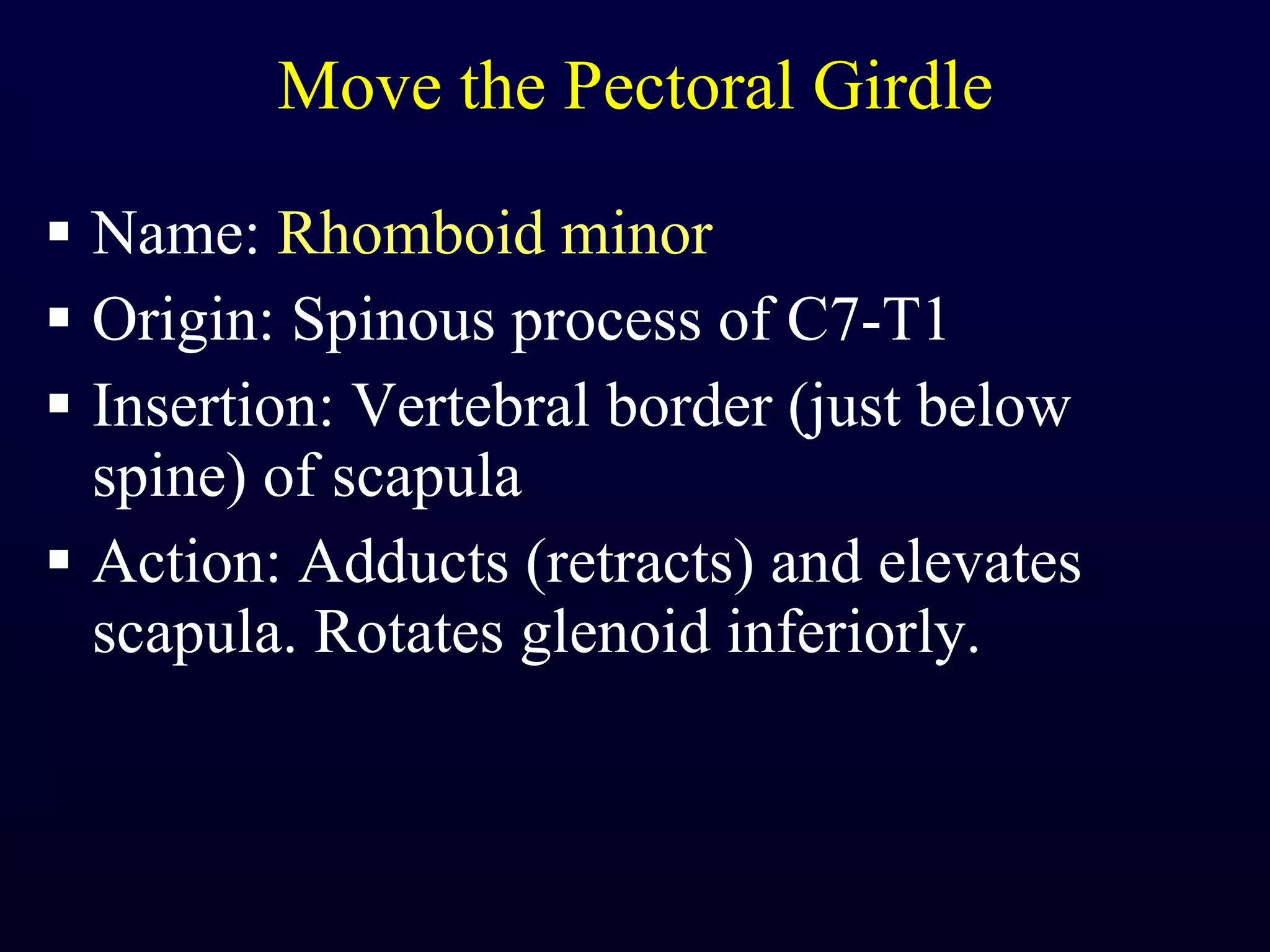 Move the Pectoral Girdle Name:  Rhomboid minor Origin: Spinous process of C7-T1 Insertion: Vertebral border (just below spine) of scapula Action: Adducts (retracts) and elevates scapula. Rotates glenoid inferiorly. 