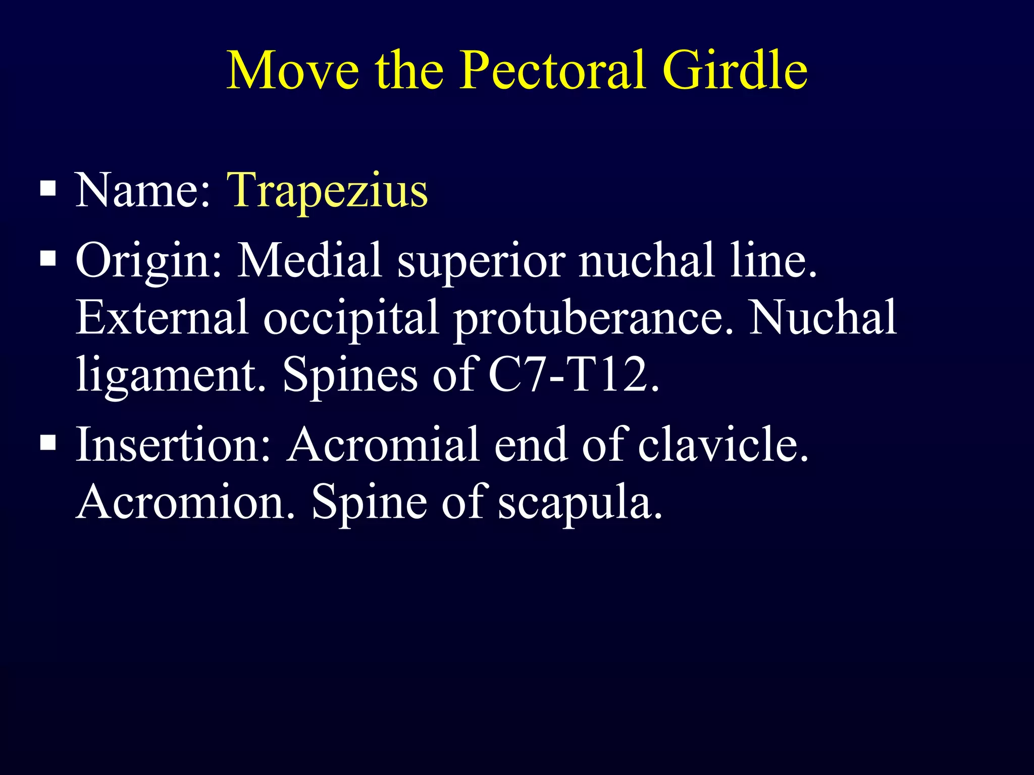 Move the Pectoral Girdle Name:  Trapezius Origin: Medial superior nuchal line. External occipital protuberance. Nuchal ligament. Spines of C7-T12. Insertion: Acromial end of clavicle. Acromion. Spine of scapula. 