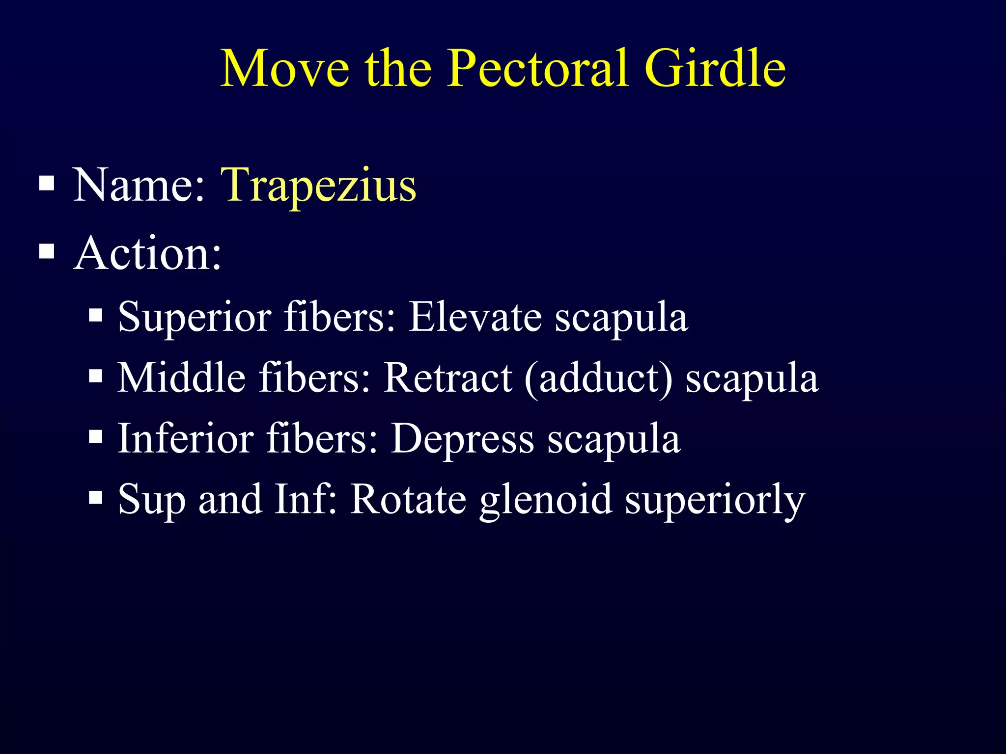 Move the Pectoral Girdle Name:  Trapezius Action:  Superior fibers: Elevate scapula Middle fibers: Retract (adduct) scapula Inferior fibers: Depress scapula Sup and Inf: Rotate glenoid superiorly 