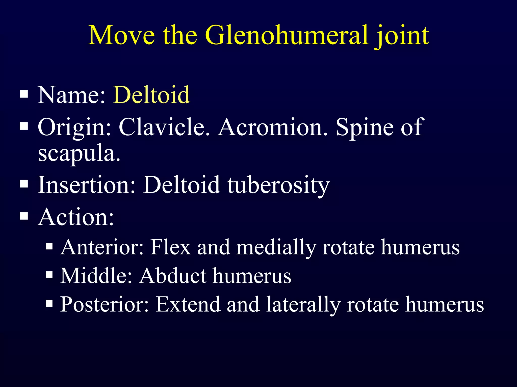 Move the Glenohumeral joint Name:  Deltoid Origin: Clavicle. Acromion. Spine of scapula. Insertion: Deltoid tuberosity Action:  Anterior: Flex and medially rotate humerus Middle: Abduct humerus Posterior: Extend and laterally rotate humerus 
