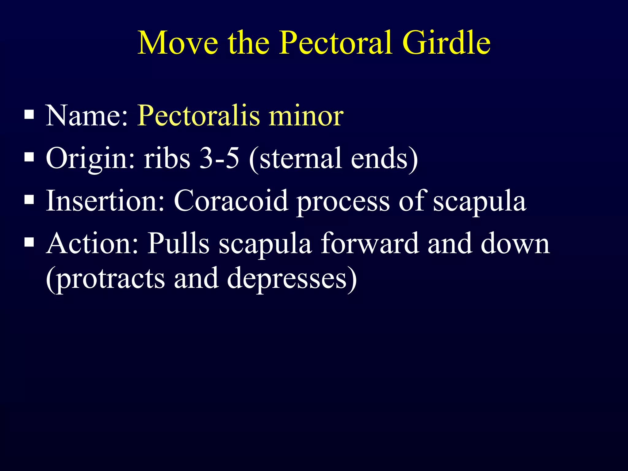 Move the Pectoral Girdle Name:  Pectoralis minor Origin: ribs 3-5 (sternal ends) Insertion: Coracoid process of scapula Action: Pulls scapula forward and down (protracts and depresses) 