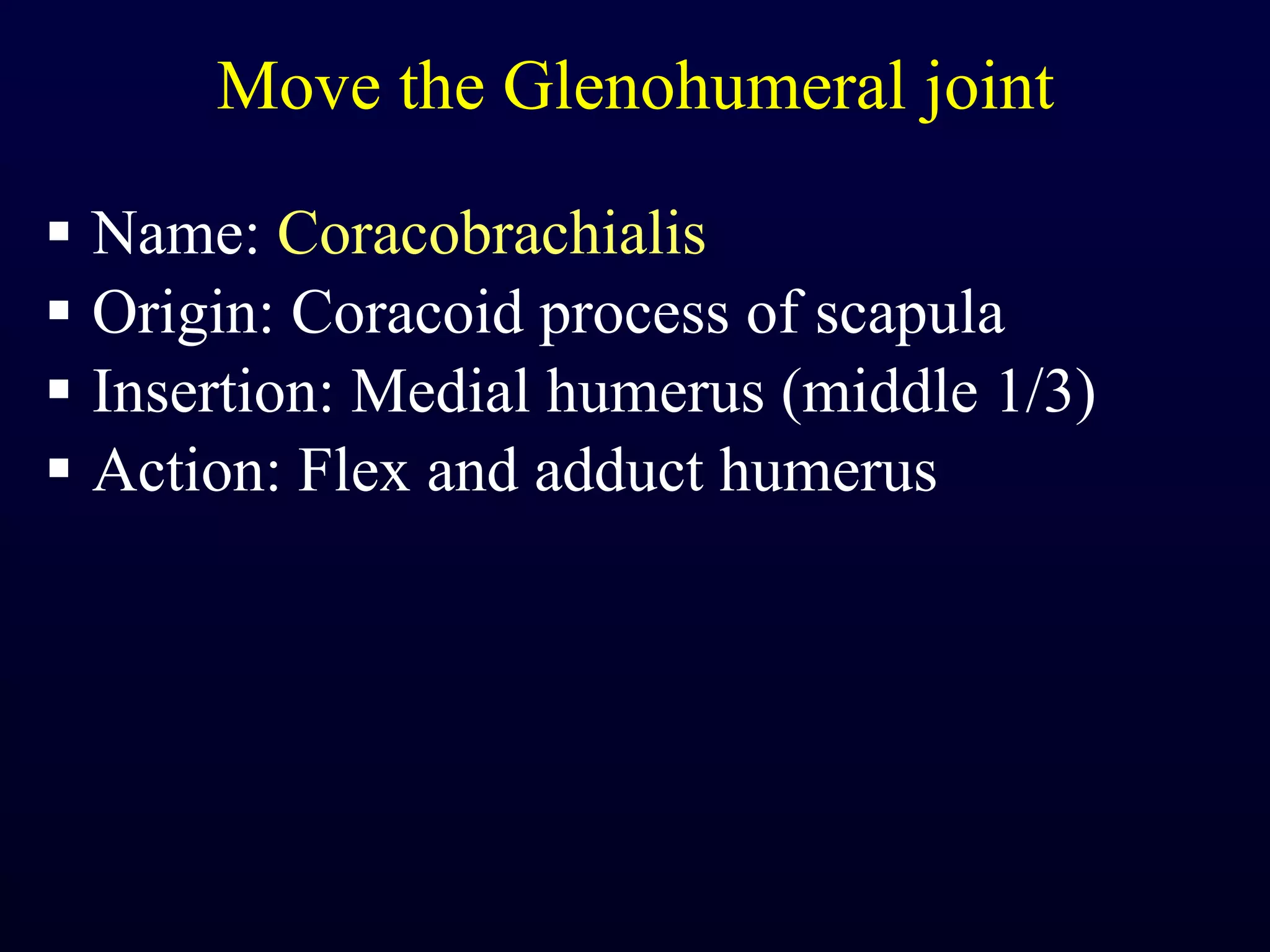 Move the Glenohumeral joint Name:  Coracobrachialis Origin: Coracoid process of scapula Insertion: Medial humerus (middle 1/3) Action: Flex and adduct humerus 