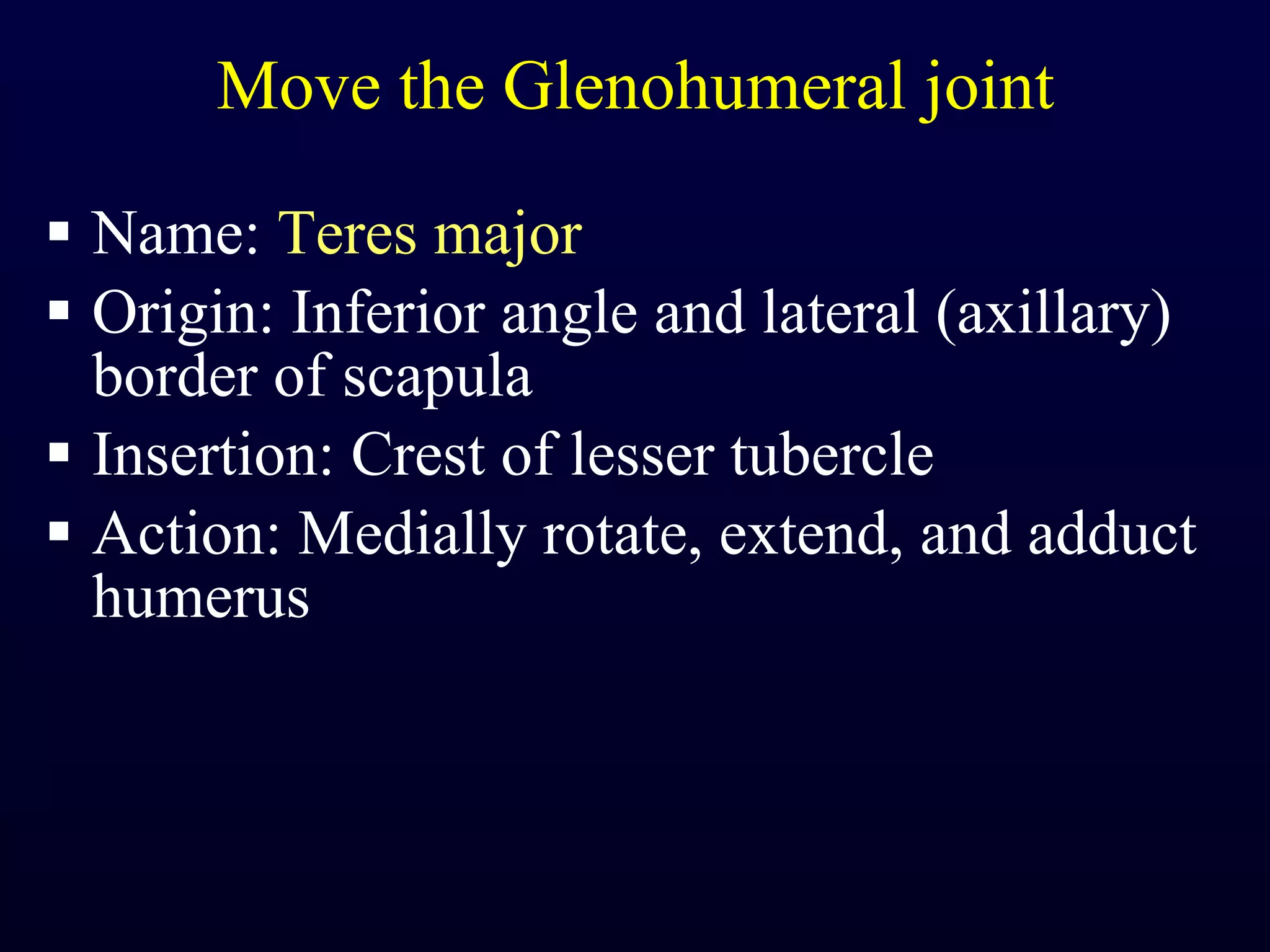 Move the Glenohumeral joint Name:  Teres major Origin: Inferior angle and lateral (axillary) border of scapula Insertion: Crest of lesser tubercle Action: Medially rotate, extend, and adduct humerus 