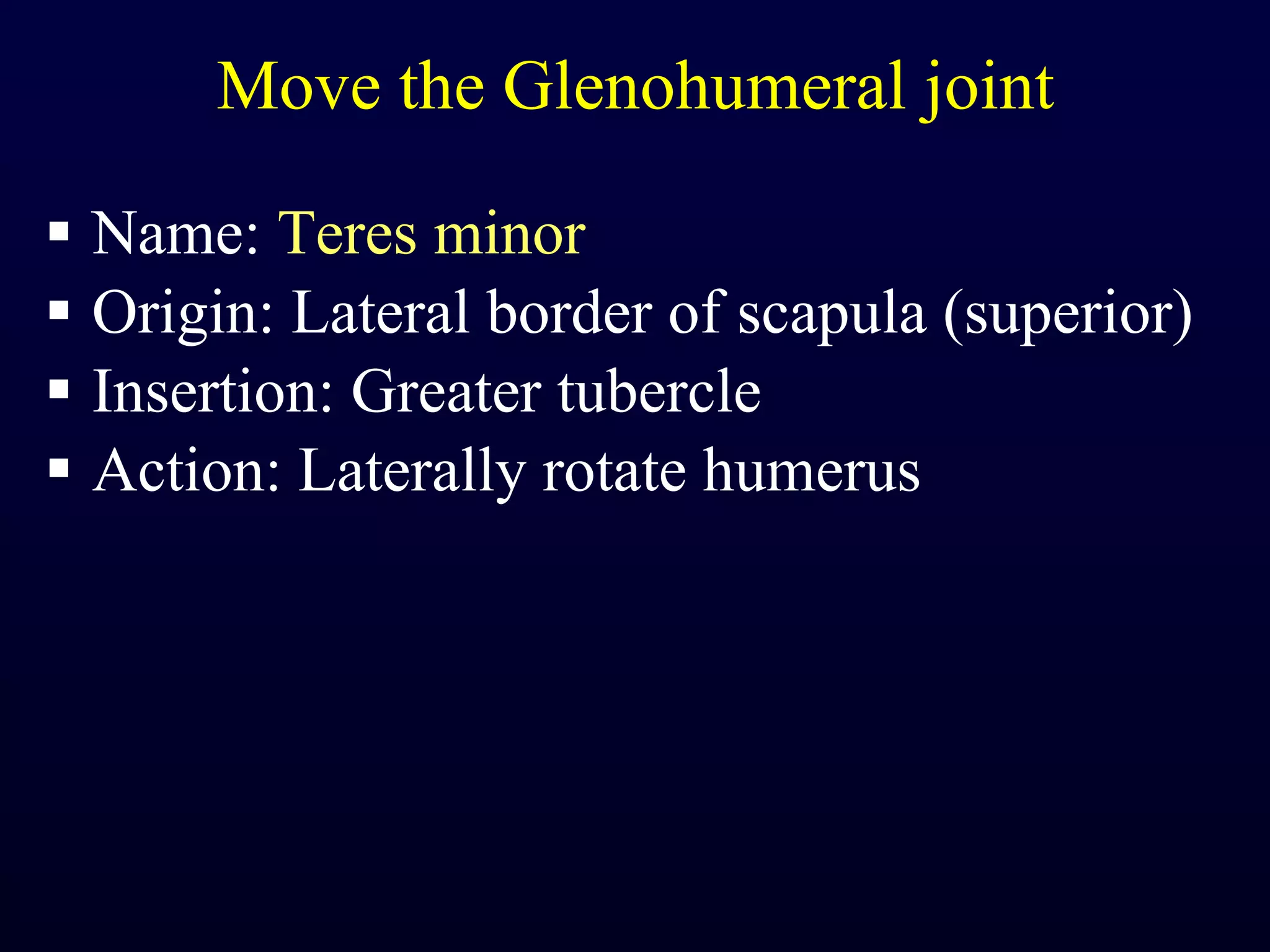 Move the Glenohumeral joint Name:  Teres minor Origin: Lateral border of scapula (superior) Insertion: Greater tubercle Action: Laterally rotate humerus 