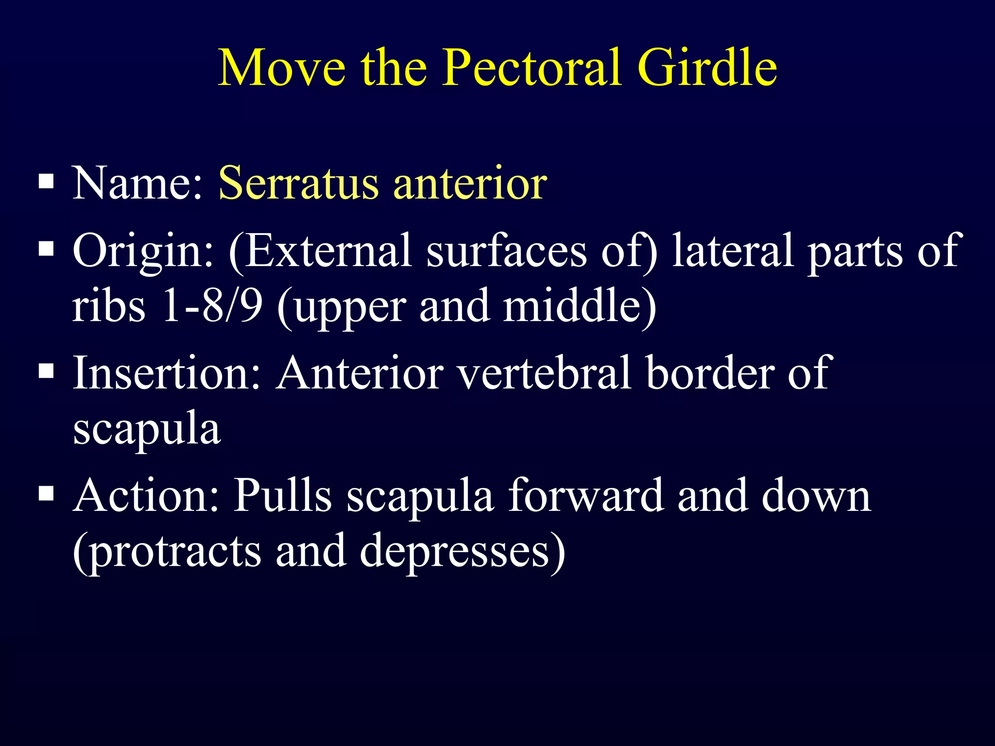 Move the Pectoral Girdle Name:  Serratus anterior Origin: (External surfaces of) lateral parts of ribs 1-8/9 (upper and middle) Insertion: Anterior vertebral border of scapula Action: Pulls scapula forward and down (protracts and depresses) 