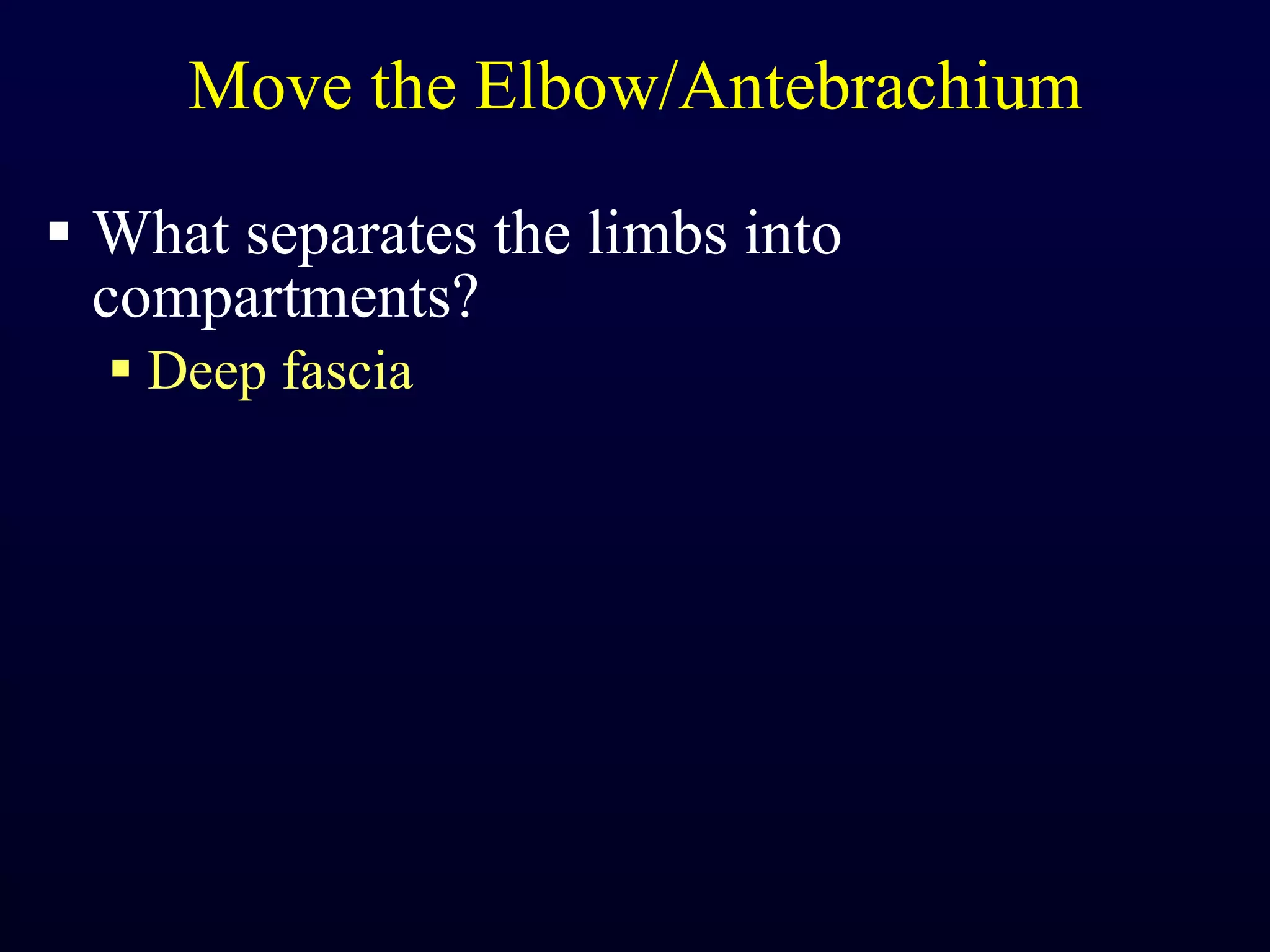 Move the Elbow/Antebrachium What separates the limbs into compartments? Deep fascia 