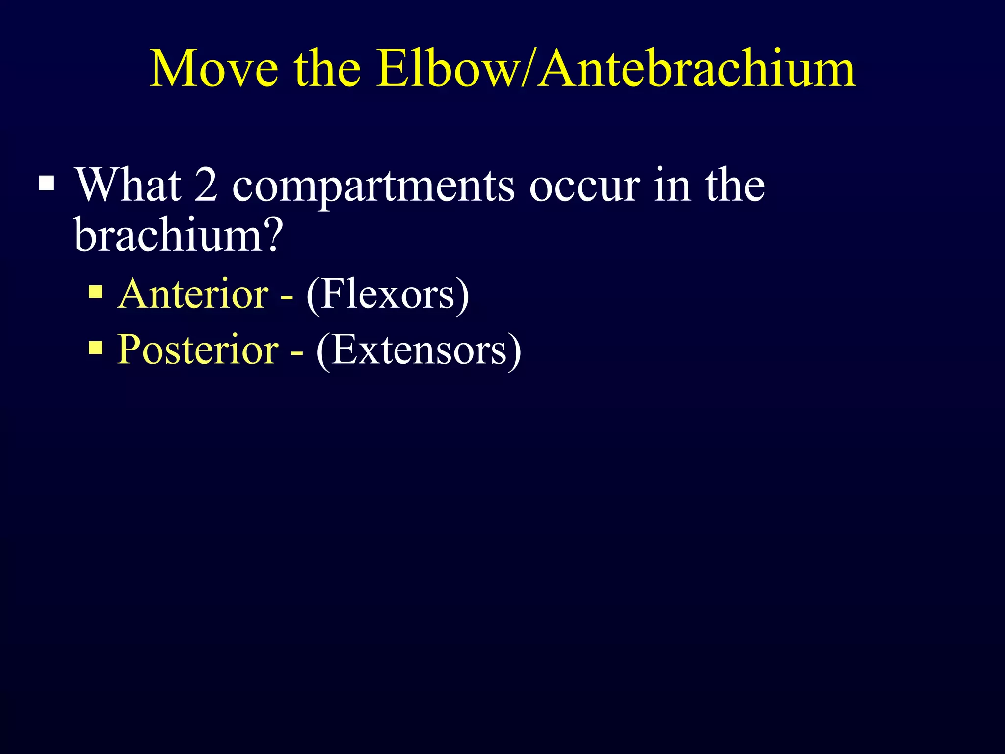 Move the Elbow/Antebrachium What 2 compartments occur in the brachium? Anterior -  (Flexors) Posterior -  (Extensors) 