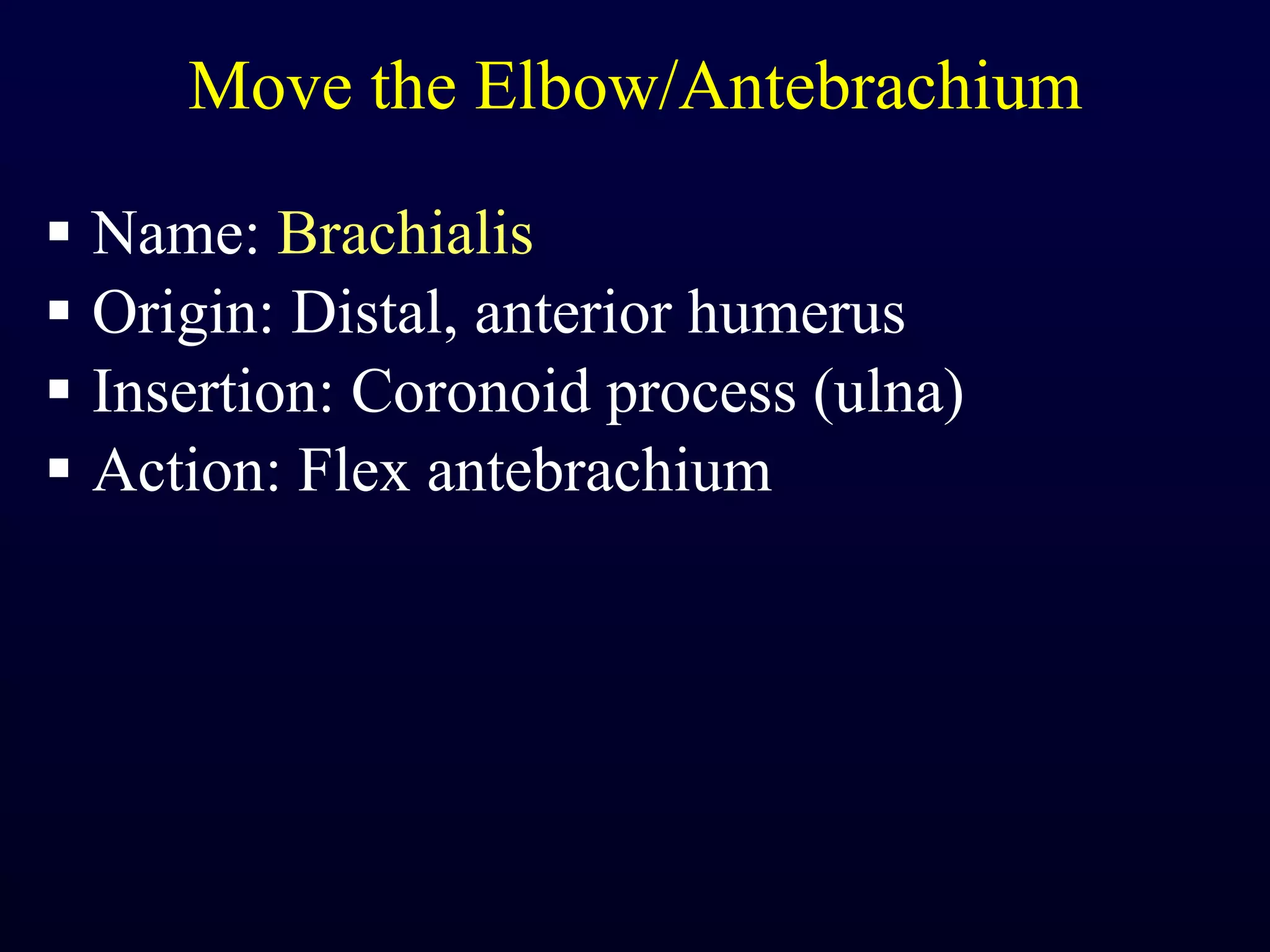 Move the Elbow/Antebrachium Name:  Brachialis Origin: Distal, anterior humerus Insertion: Coronoid process (ulna) Action: Flex antebrachium 