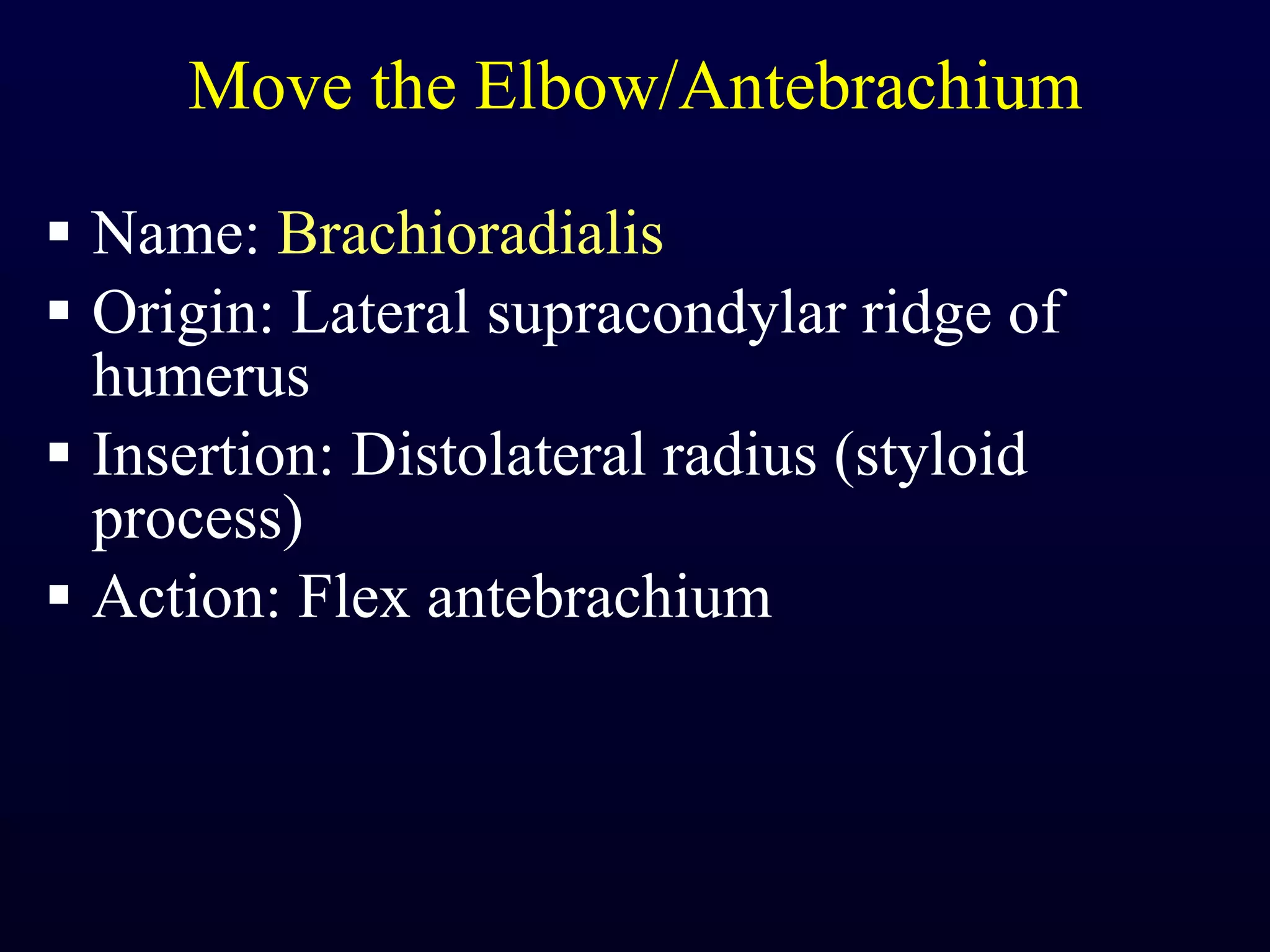 Move the Elbow/Antebrachium Name:  Brachioradialis Origin: Lateral supracondylar ridge of humerus Insertion: Distolateral radius (styloid process) Action: Flex antebrachium 