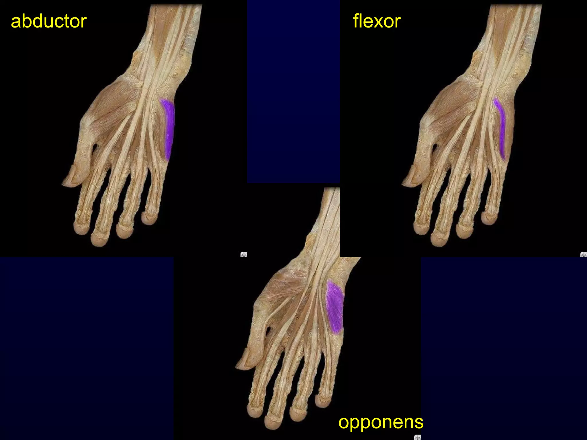 abductor flexor opponens 