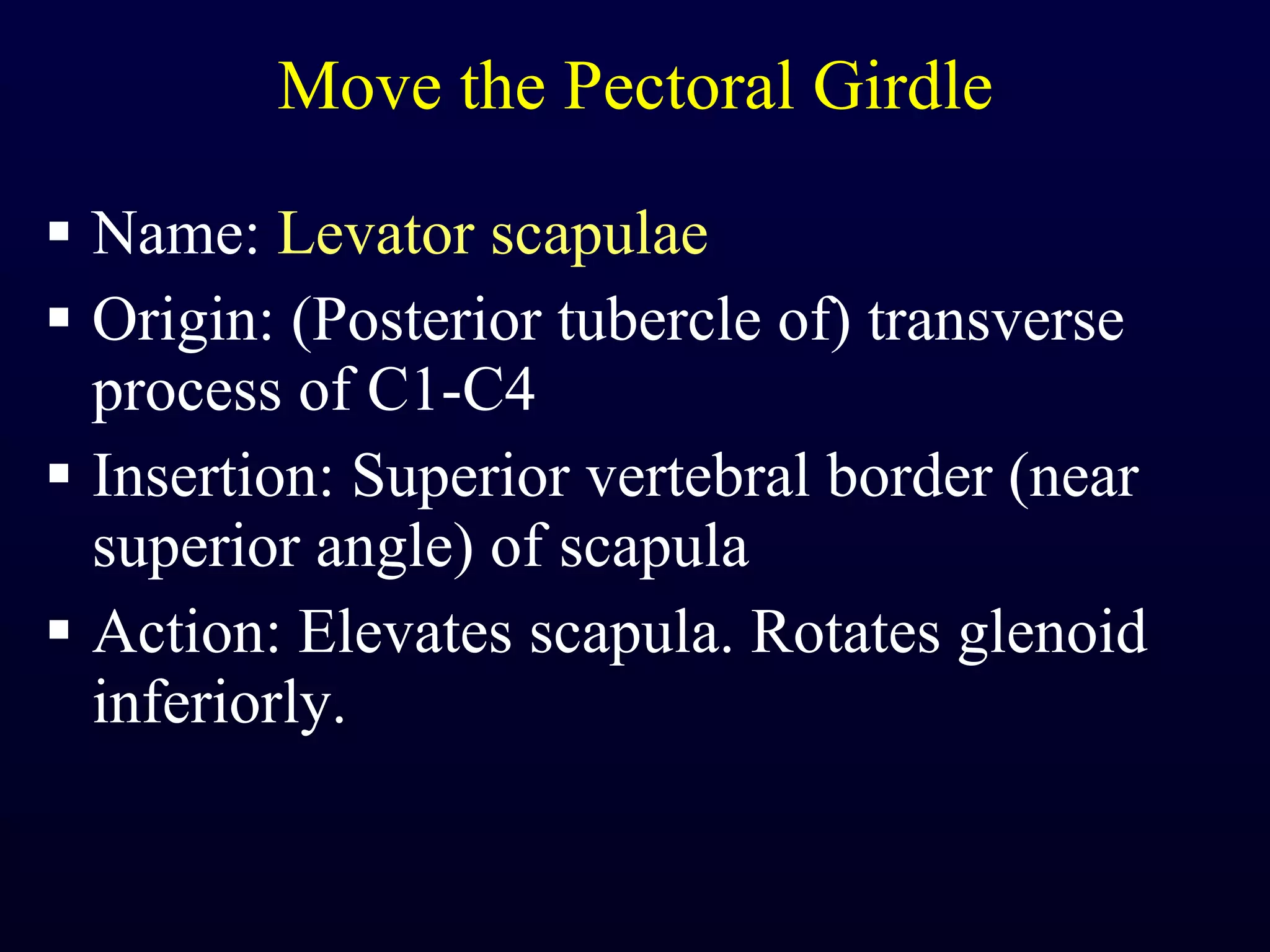 Move the Pectoral Girdle Name:  Levator scapulae Origin: (Posterior tubercle of) transverse process of C1-C4 Insertion: Superior vertebral border (near superior angle) of scapula Action: Elevates scapula. Rotates glenoid inferiorly. 