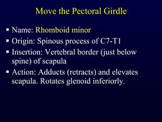 Move the Pectoral Girdle Name:  Rhomboid minor Origin: Spinous process of C7-T1 Insertion: Vertebral border (just below spine) of scapula Action: Adducts (retracts) and elevates scapula. Rotates glenoid inferiorly. 