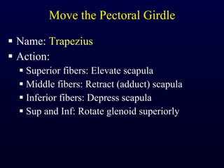 Move the Pectoral Girdle Name:  Trapezius Action:  Superior fibers: Elevate scapula Middle fibers: Retract (adduct) scapula Inferior fibers: Depress scapula Sup and Inf: Rotate glenoid superiorly 