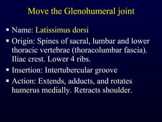 Move the Glenohumeral joint Name:  Latissimus dorsi Origin: Spines of sacral, lumbar and lower thoracic vertebrae (thoracolumbar fascia). Iliac crest. Lower 4 ribs. Insertion: Intertubercular groove Action: Extends, adducts, and rotates humerus medially. Retracts shoulder. 