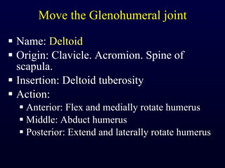 Move the Glenohumeral joint Name:  Deltoid Origin: Clavicle. Acromion. Spine of scapula. Insertion: Deltoid tuberosity Action:  Anterior: Flex and medially rotate humerus Middle: Abduct humerus Posterior: Extend and laterally rotate humerus 