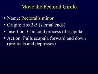 Move the Pectoral Girdle Name:  Pectoralis minor Origin: ribs 3-5 (sternal ends) Insertion: Coracoid process of scapula Action: Pulls scapula forward and down (protracts and depresses) 
