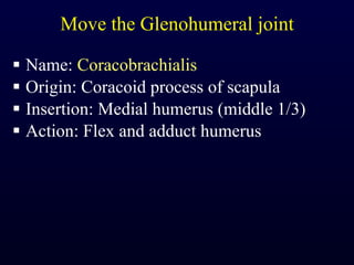 Move the Glenohumeral joint Name:  Coracobrachialis Origin: Coracoid process of scapula Insertion: Medial humerus (middle 1/3) Action: Flex and adduct humerus 