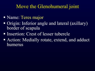 Move the Glenohumeral joint Name:  Teres major Origin: Inferior angle and lateral (axillary) border of scapula Insertion: Crest of lesser tubercle Action: Medially rotate, extend, and adduct humerus 
