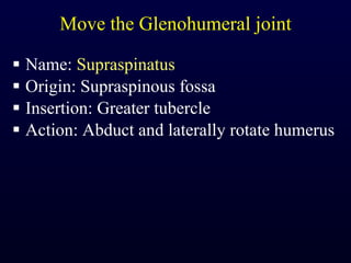 Move the Glenohumeral joint Name:  Supraspinatus Origin: Supraspinous fossa Insertion: Greater tubercle Action: Abduct and laterally rotate humerus 