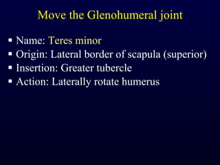 Move the Glenohumeral joint Name:  Teres minor Origin: Lateral border of scapula (superior) Insertion: Greater tubercle Action: Laterally rotate humerus 