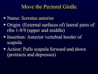 Move the Pectoral Girdle Name:  Serratus anterior Origin: (External surfaces of) lateral parts of ribs 1-8/9 (upper and middle) Insertion: Anterior vertebral border of scapula Action: Pulls scapula forward and down (protracts and depresses) 