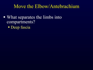 Move the Elbow/Antebrachium What separates the limbs into compartments? Deep fascia 
