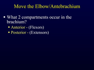 Move the Elbow/Antebrachium What 2 compartments occur in the brachium? Anterior -  (Flexors) Posterior -  (Extensors) 