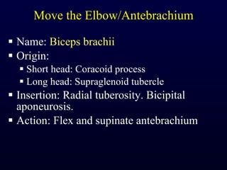 Move the Elbow/Antebrachium Name:  Biceps brachii Origin:  Short head: Coracoid process Long head: Supraglenoid tubercle Insertion: Radial tuberosity. Bicipital aponeurosis. Action: Flex and supinate antebrachium 