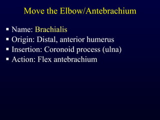 Move the Elbow/Antebrachium Name:  Brachialis Origin: Distal, anterior humerus Insertion: Coronoid process (ulna) Action: Flex antebrachium 