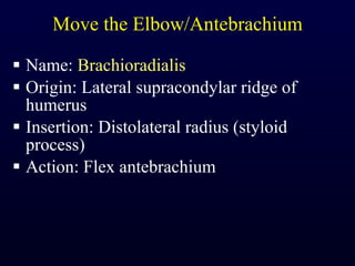 Move the Elbow/Antebrachium Name:  Brachioradialis Origin: Lateral supracondylar ridge of humerus Insertion: Distolateral radius (styloid process) Action: Flex antebrachium 
