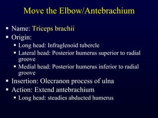Move the Elbow/Antebrachium Name:  Triceps brachii Origin: Long head: Infraglenoid tubercle Lateral head: Posterior humerus superior to radial groove Medial head: Posterior humerus inferior to radial groove  Insertion: Olecranon process of ulna Action: Extend antebrachium Long head: steadies abducted humerus 