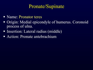 Pronate/Supinate Name:  Pronator teres Origin: Medial epicondyle of humerus. Coronoid process of ulna. Insertion: Lateral radius (middle) Action: Pronate antebrachium 