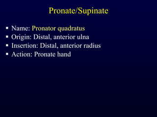 Pronate/Supinate Name:  Pronator quadratus Origin: Distal, anterior ulna Insertion: Distal, anterior radius Action: Pronate hand 