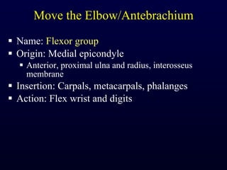 Move the Elbow/Antebrachium Name:  Flexor group Origin: Medial epicondyle Anterior, proximal ulna and radius, interosseus membrane Insertion: Carpals, metacarpals, phalanges Action: Flex wrist and digits 