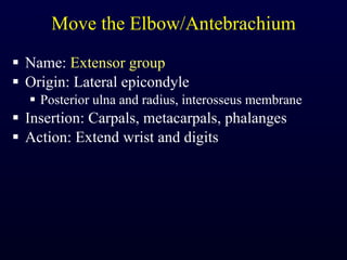 Move the Elbow/Antebrachium Name:  Extensor group Origin: Lateral epicondyle Posterior ulna and radius, interosseus membrane Insertion: Carpals, metacarpals, phalanges Action: Extend wrist and digits 