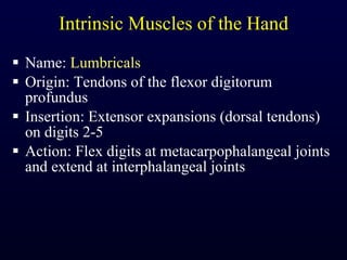 Intrinsic Muscles of the Hand Name:  Lumbricals Origin: Tendons of the flexor digitorum profundus Insertion: Extensor expansions (dorsal tendons) on digits 2-5 Action: Flex digits at metacarpophalangeal joints and extend at interphalangeal joints 