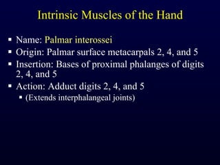 Intrinsic Muscles of the Hand Name:  Palmar interossei Origin: Palmar surface metacarpals 2, 4, and 5 Insertion: Bases of proximal phalanges of digits 2, 4, and 5 Action: Adduct digits 2, 4, and 5 (Extends interphalangeal joints) 