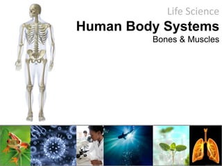 Life Science
Human Body Systems
Bones & Muscles
 