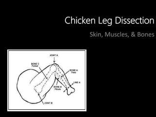 The Musculoskeletal System | PPTX