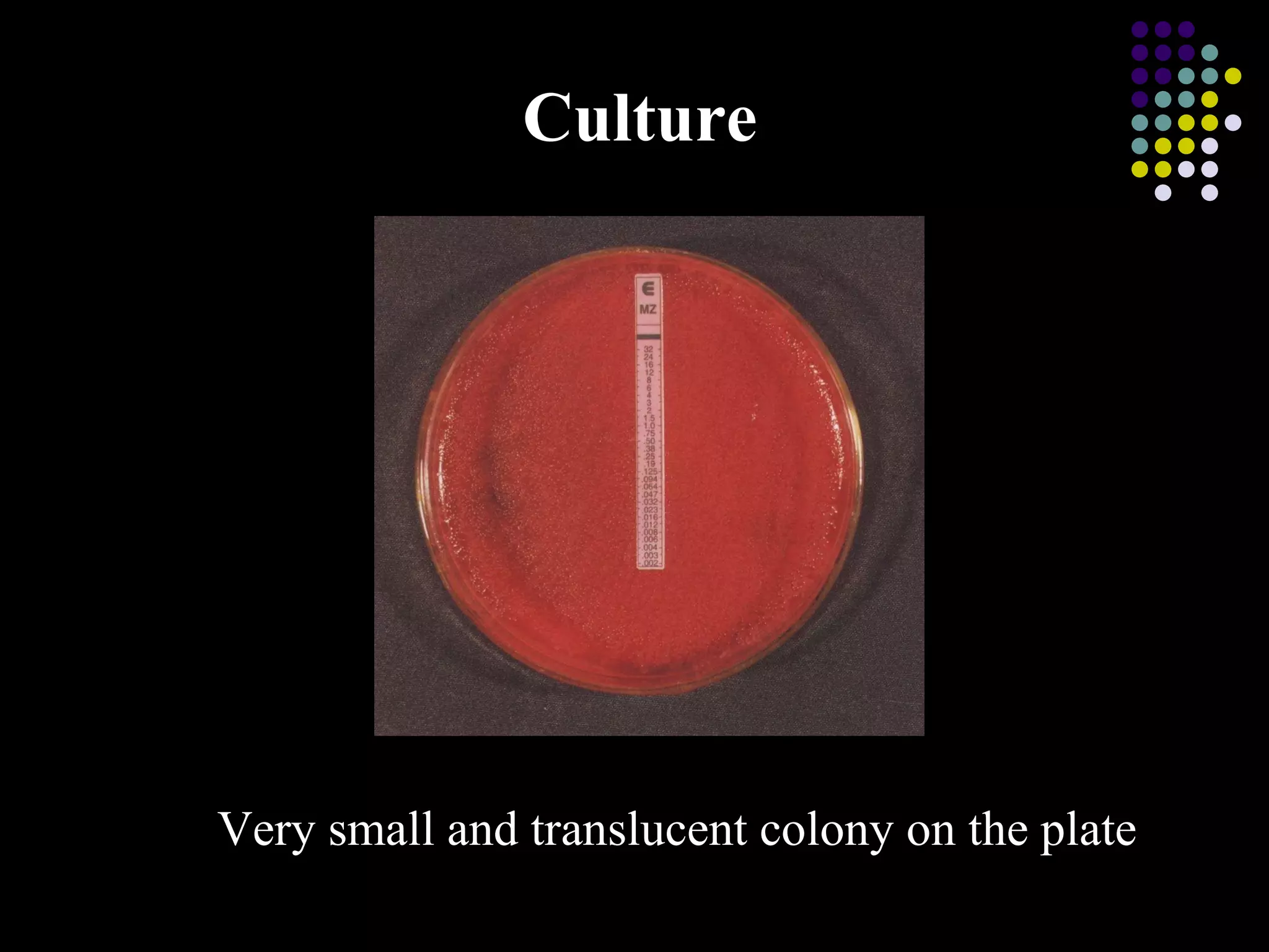 Culture Very small and translucent colony on the plate 